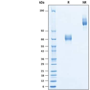 2 μg/lane of Recombinant Mouse ASGR2 Fc Chimera (Catalog # 10447-AS) was resolved with SDS-PAGE under reducing (R) and non-reducing (NR) conditions and visualized by Coomassie® Blue staining, showing bands at kDa.