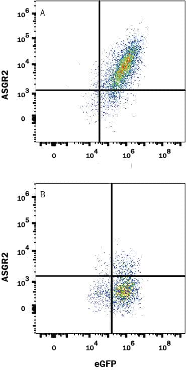 HEK293 human embryonic kidney cell line transfected with (A) human ASGR2 or (B) irrelevant transfectants and eGFP was stained with Mouse Anti-Human ASGR2 Monoclonal Antibody (Catalog # MAB9970) followed by APC-conjugated Anti-Rabbit IgG Secondary Antibody (Catalog # F0111). Quadrant markers were set based on control antibody staining (Catalog # MAB1050). View our protocol for Staining Membrane-associated Proteins.