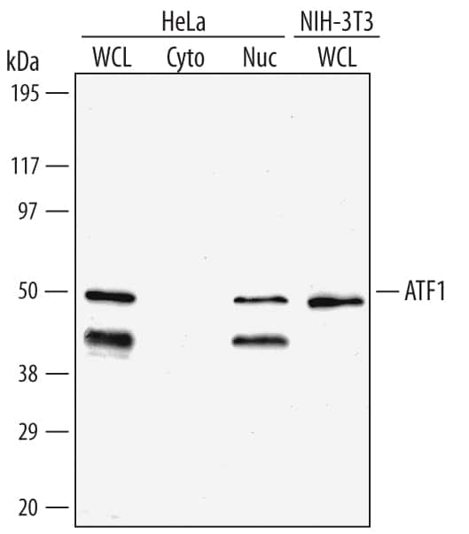 Western blot shows lysates of HeLa human cervical epithelial carcinoma cell line and NIH-3T3 mouse embryonic fibroblast cell line. Gels were loaded with 30 µg of whole cell lysate (WCL), 20 µg of cytoplasmic (Cyto), and 10 µg of nuclear extracts (Nuc). PVDF membrane was probed with 1 µg/mL Goat Anti-Human/Mouse ATF1 Antigen Affinity-purified Polyclonal Antibody (Catalog # AF4370) followed by HRP-conjugated Anti-Goat IgG Secondary Antibody (Catalog # HAF017). A specific band for ATF1 was detected at approximately 48 kDa (as indicated). This experiment was conducted under reducing conditions and using Immunoblot Buffer Group 1.
