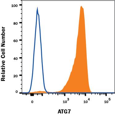 HeLa human cervical epithelial carcinoma cell line was stained with Mouse Anti-Human/Mouse ATG7 Alexa Fluor® 647-conjugated Monoclonal Antibody (Catalog # IC6608R, filled histogram) or isotype control antibody (Catalog # IC002R, open histogram). To facilitate intracellular staining, cells were fixed and permeabilized with FlowX FoxP3 Fixation & Permeabilization Buffer Kit (Catalog # FC012). View our protocol for Staining Intracellular Molecules.