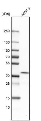 Western Blot: ATP6V0D1 Antibody [NBP1-88893] - Analysis in human cell line MCF-7.