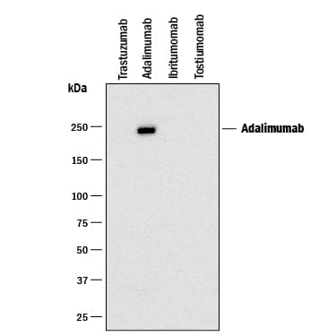 Western blot shows Trastuzumab (negative control), Adalimumab, Ibritumomab (negative control), and Tostiumomab (negative control) biosimilars. PVDF membrane was probed with 2 µg/mL of Anti- Adalimumab (Anti-Idiotype) Monoclonal Antibody (Catalog # MAB9546) followed by HRP-conjugated Anti-Mouse IgG Secondary Antibody (HAF018). A specific band was detected for Adalimumab at approximately 240 kDa (as indicated). This experiment was conducted under non-reducing conditions and using Immunoblot Buffer Group 1.
