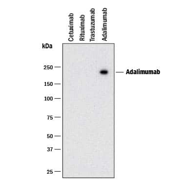 Western blot shows Cetuximab, Rituximab Trastuzumab, and Adalimumab biosimilars. PVDF membrane was probed with 0.5 µg/mL of Anti- Adalimumab (Anti-Idiotype) Monoclonal Antibody (Catalog # MAB9616) followed by HRP-conjugated Anti-Rabbit IgG Secondary Antibody (Catalog # HAF008). A specific band was detected for Adalimumab at approximately 240 kDa (as indicated). This experiment was conducted under non-reducing conditions and using Immunoblot Buffer Group 1.