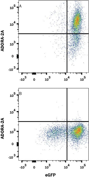 HEK293 human embryonic kidney cell line transfected with either (A) human Adenosene A2aR or (B) irrelevant protein and eGFP was stained with Mouse Anti-Human Adenosine A2aR/A2bR Monoclonal Antibody (Catalog # MAB94972) followed by Allophycocyanin-conjugated Anti-Mouse IgG Secondary Antibody (Catalog # F0101B). Quadrant markers were set based on control antibody staining (Catalog # MAB0041). View our protocol for Staining Membrane-associated Proteins.