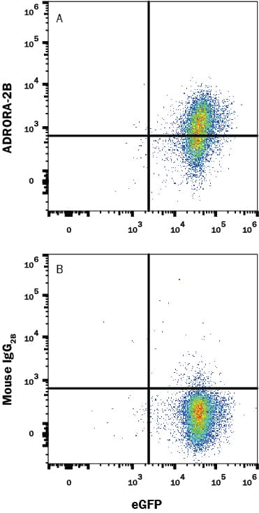 HEK293 human embryonic kidney cell line transfected with human Adenosene A2bR and eGFP was stained with (A) Mouse Anti-Human Adenosine A2aR/A2bR Monoclonal Antibody (Catalog # MAB94972) or (B) isotype control antibody (Catalog # MAB0041) followed by Allophycocyanin-conjugated Anti-Mouse IgG Secondary Antibody (Catalog # F0101B). View our protocol for Staining Membrane-associated Proteins.