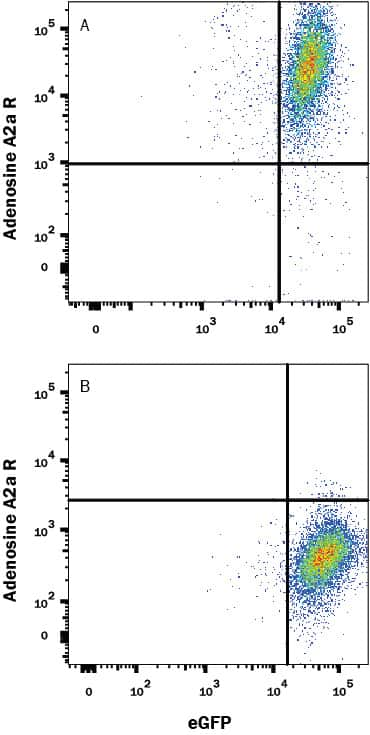 HEK293 human embryonic kidney cell line transfected with either (A) human Adenosine A2a R or (B) irrelevant transfectants and eGFP was stained with Mouse Anti-Human Adora A2 R PE-conjugated Monoclonal Antibody (Catalog # FAB94971P). Quadrant markers were set based on control antibody staining (Catalog # IC003P). View our protocol for Staining Membrane-associated Proteins.