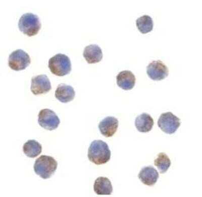 Immunocytochemistry/Immunofluorescence: Adiponectin/Acrp30 Antibody [NB100-65810] - Immunocytochemical staining of HL60 cells with Rabbit anti Human adiponectin.