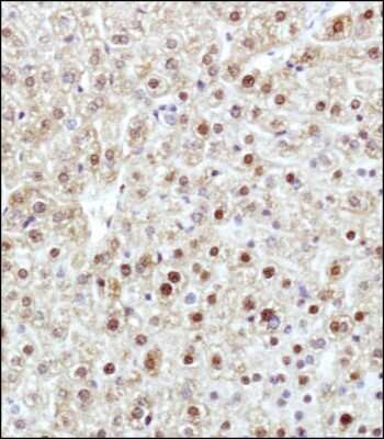 Immunohistochemistry-Paraffin: Adiponectin/Acrp30 Antibody [NB100-65810] - IHC analysis of Adiponectin in mouse liver showing nuclear and cytoplasmic staining.