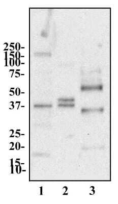 Western Blot: Adiponectin/Acrp30 Antibody [NB100-65810] - Western blot analysis of Adoponectin in 1. human liver 2. rat liver 3. HL60
