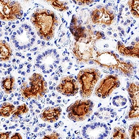 Immunohistochemistry Adrenomedullin/ADM Antibody (1003019) [Unconjugated]