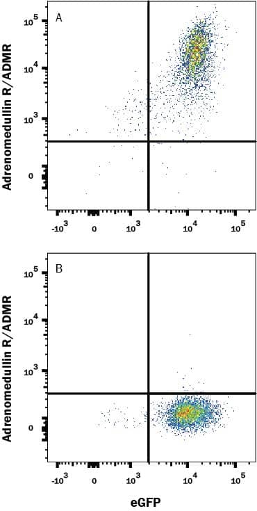 HEK293 human embryonic kidney cell line transfected with (A) human Adrenomedullin R/ADMR or (B) irrelevant transfectants and eGFP was stained with Mouse Anti-Human Adrenomedullin R/ADMR Monoclonal Antibody (Catalog # MAB10293) followed by APC-conjugated Anti-Mouse IgG Secondary Antibody (Catalog # F0101B). Quadrant markers were set based on control antibody staining (Catalog # MAB0041). View our protocol for Staining Membrane-associated Proteins.