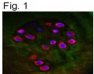 v10n2 by Scientia Chromatographica - Issuu