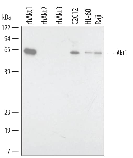 Western blot shows lysates of C2C12 mouse myoblast cell line and HL-60 human promyelocytic leukemia cell line, and Raji human Burkitt's lymphoma cell line. PVDF membrane was probed with 1 µg/mL Sheep Anti-Human/Mouse/Rat Akt1 Antigen Affinity-purified Polyclonal Antibody (Catalog # AF17751) followed by HRP-conjugated Anti-Sheep IgG Secondary Antibody (Catalog # HAF016). For additional reference, Recombinant Human Active Akt1 (Catalog # 1775-KS), recombinant human Akt2, and recombinant human Akt3 (2 ng/lane) were included. A specific band for Akt1 was detected at approximately 63 kDa (as indicated). This experiment was conducted under reducing conditions and using Immunoblot Buffer Group 1.