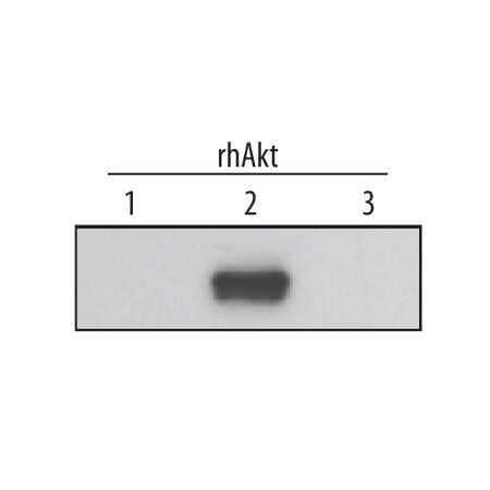 Western blot shows Recombinant Human Active Akt1 (Catalog # 1775-KS), recombinant human Akt2, and recombinant human Akt3 (5 ng/lane). PVDF membrane was probed with 0.2 µg/mL Human/Mouse/Rat Akt2 Antigen Affinity-purified Polyclonal Antibody (Catalog # AF2315) followed by HRP-conjugated Anti-Rabbit IgG Secondary Antibody (Catalog # HAF008). A specific band for Akt2 was detected at approximately 60 kDa (as indicated). This experiment was conducted under reducing conditions and using Immunoblot Buffer Group 1.