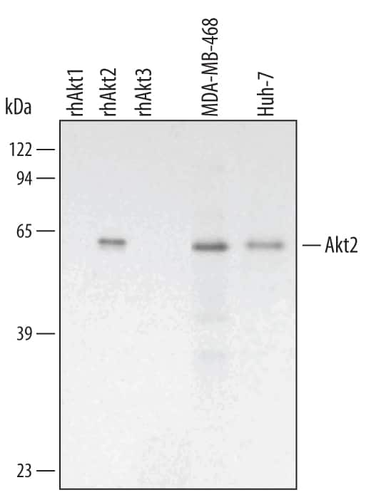 Western blot shows lysates of MDA-MB-468 human breast cancer cell line and Huh-7 human hepatoma cell line. PVDF membrane was probed with 2 µg/mL Mouse Anti-Human/Mouse/Rat Akt2 Monoclonal Antibody (Catalog # MAB2315) followed by HRP-conjugated Anti-Mouse IgG Secondary Antibody (Catalog # HAF007). For additional reference, Recombinant Human Active Akt1 (Catalog # 1775-KS), recombinant human Akt2, and recombinant human Akt3 (2 ng/lane) were included. A specific band for Akt2 was detected at approximately 60 kDa (as indicated). This experiment was conducted under reducing conditions and using Immunoblot Buffer Group 3.