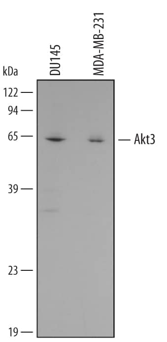 Western blot shows lysates of DU145 human prostate carcinoma cell line and MDA-MB-231 human breast cancer cell line. PVDF membrane was probed with 0.5 µg/mL of Human Akt3 Monoclonal Antibody (Catalog # MAB1463) followed by HRP-conjugated Anti-Mouse IgG Secondary Antibody (Catalog # HAF007). A specific band was detected for Akt3 at approximately 60 kDa (as indicated). This experiment was conducted under reducing conditions and using Immunoblot Buffer Group 3.