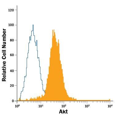 Jurkat human acute T cell leukemia cell line was stained with Mouse Anti-Human/Mouse/Rat Akt Pan Specific PE-conjugated Monoclonal Antibody (Catalog # IC2055P, filled histogram) or isotype control antibody (Catalog # IC0041P, open histogram). View our protocol for Staining Intracellular Molecules.