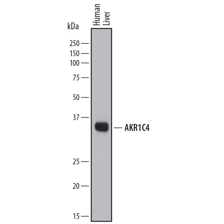 Western blot shows lysates of human liver tissue. PVDF membrane was probed with 0.5 µg/mL of Sheep Anti-Human Aldo-keto Reductase 1C4/AKR1C4 Antigen Affinity-purified Polyclonal Antibody (Catalog # AF6957) followed by HRP-conjugated Anti-Sheep IgG Secondary Antibody (Catalog # HAF016). A specific band was detected for Aldo-keto Reductase 1C4/AKR1C4 at approximately 35-36 kDa (as indicated). This experiment was conducted under reducing conditions and using Immunoblot Buffer Group 1.