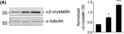 Western Blot: AlphaB Crystallin/CRYAB Antibody [NB100-2519] - Ethanol induces the expression of heat shock proteins (HSPs) in primary astrocyte culture. Increase in alphabeta-crystallin  protein levels after treatment for 2 h with 60 mmol/L ethanol (EtOH) or 42C heat shock (HS) in primary astrocyte culture. alpha-tubulin used as an internal standard. The bar graph to the right of the immunoblots represents the quantification of immunoreactive bands intensities normalized to the internal standard, expressed in arbitrary optical density (OD) units. The data are the mean +/- SEM of normalized relative OD values analyzed by one-way ANOVA with Dunnett's multiple comparison post hoc test, n = 3 (significantly differently at the level of *P < 0.05, **P < 0.01, ***P < 0.001). Image collected and cropped by CiteAb from the following publication (//doi.wiley.com/10.1002/brb3.125) licensed under a CC-BY licence.