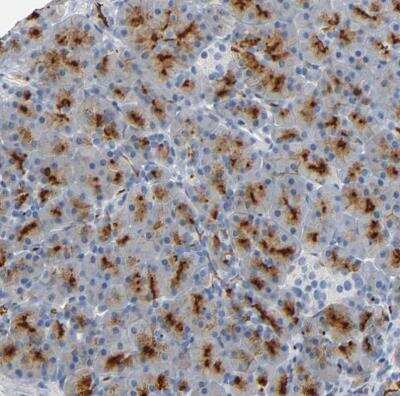 Immunohistochemistry-Paraffin: Aminopeptidase N/CD13 Antibody [NBP2-33855] - Staining of human pancreas shows strong membranous positivity in exocrine glandular cells.