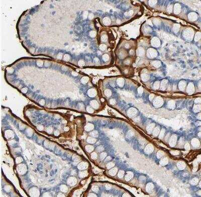 Immunohistochemistry-Paraffin: Aminopeptidase N/CD13 Antibody [NBP2-33855] - Staining of human small intestine shows strong membranous positivity in glandular cells.