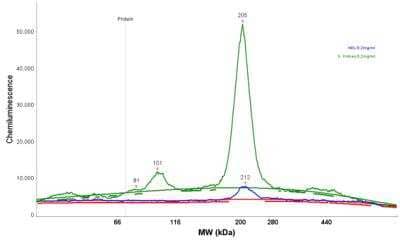 Simple Western: Aminopeptidase N/CD13 Antibody [NBP2-33855] - Electropherogram image of the corresponding Simple Western lane view. Aminopeptidase N/CD13 antibody was used at 1:25 dilution on HEL and H. Kidney lysate(s) respectively.