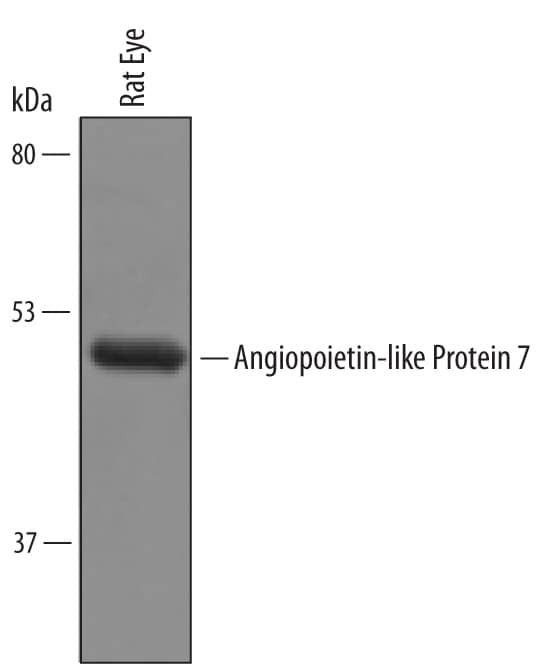 Western blot shows lysates of rat eye tissue. PVDF Membrane was probed with 1 µg/mL of Mouse Angiopoietin-like Protein 7/ANGPTL7 Antigen Affinity-purified Polyclonal Antibody (Catalog # AF4960) followed by HRP-conjugated Anti-Goat IgG Secondary Antibody (Catalog # HAF019). A specific band was detected for Angiopoietin-like Protein 7/ANGPTL7 at approximately 45 kDa (as indicated). This experiment was conducted under reducing conditions and using Immunoblot Buffer Group 8.