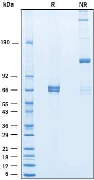 2 μg/lane of Recombinant Mouse Angiopoietin‑1 was resolved with SDS-PAGE under reducing (R) and non-reducing (NR) conditions and visualized by Coomassie® blue staining, showing bands at59-75 kDa and oligomer, respectively.