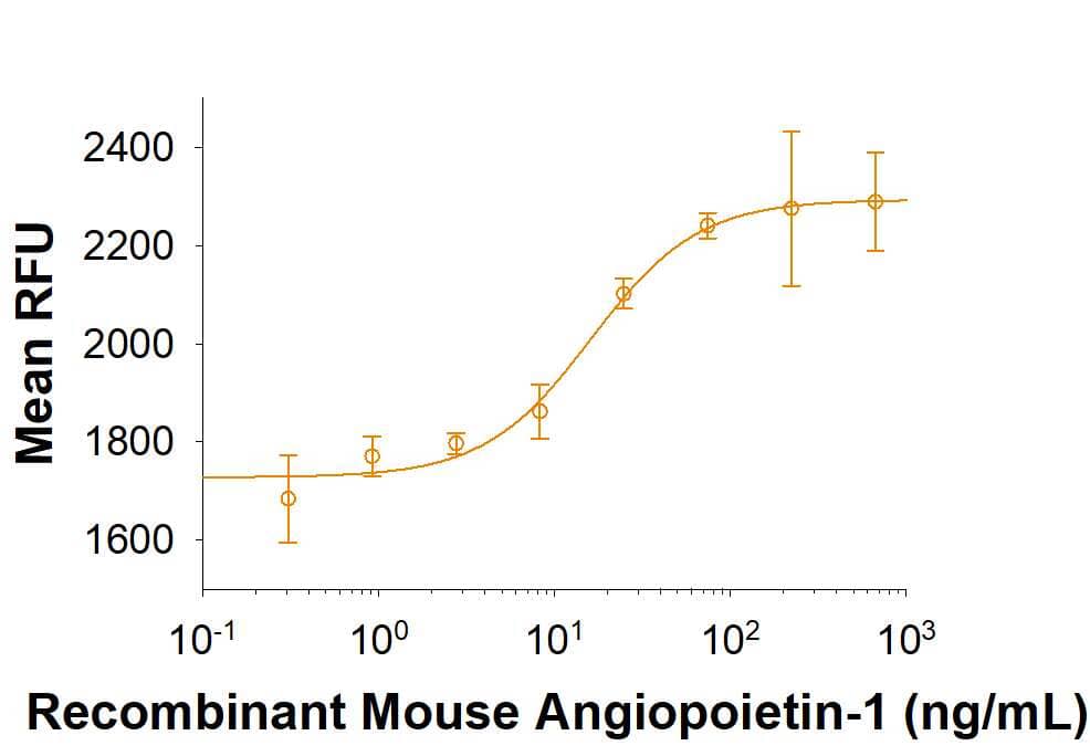 Recombinant Mouse Angiopoietin‑1 inhibits serum deprivationinduced apoptosis in HUVEC human umbilical vein endothelial cells. The ED50  forthis effect is 10-50 ng/mL in the presence of 5 µg/mLof a cross-linking antibody, Mouse Anti-polyHistidine Monoclonal Antibody    (Catalog #  MAB050).