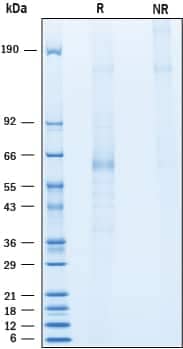 2 μg/lane of Recombinant Human Angiopoietin‑like Protein 1/ANGPTL1 Flag-tag (Catalog# 10013-AN) was resolved with SDS-PAGE underreducing (R) and non-reducing (NR) conditions and visualized by Coomassie® Bluestaining, showing a predominant band at 60 kDa and 180 kDa, respectively.