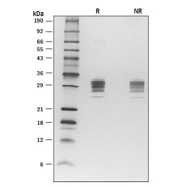 1 μg/lane of Recombinant Mouse Angiopoietin-like 3 (Catalog # 8344-AN) was resolved with SDS-PAGE under reducing (R) and non-reducing (NR) conditions and visualized by silver staining, showing both R and NR bands at 23-37 kDa.