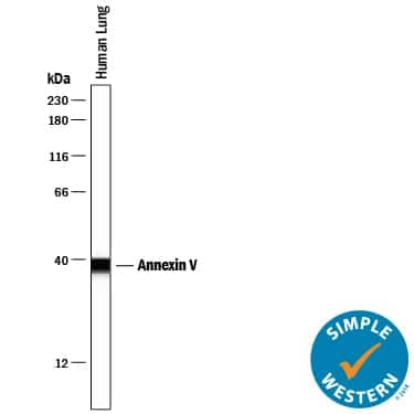     Simple  Western lane view shows lysates of human lung tissue, loaded at  0.2 mg/mL. A specific band was detected for Annexin V at  approximately 39 kDa (as indicated) using 2.5 µg/mL of  Mouse Anti-Human Annexin V Monoclonal Antibody (Catalog # MAB3991).  This experiment was conducted under reducing conditions and using the 12-230  kDa separation system.         