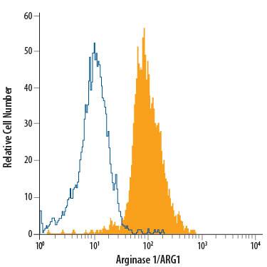 HepG2 human hepatocellular carcinoma cell line was stained with Mouse Anti-Human Arginase 1/ARG1 APC-conjugated Mono-clonal Antibody (Catalog # IC8026A, filled histogram) or isotype control antibody (Catalog # IC0041A, open histogram). To facilitate intracellular staining, cells were fixed with Flow Cytometry Fixation Buffer (Catalog # FC004) and permeabilized with Flow Cytometry Permeabilization/Wash Buffer I (Catalog # FC005). View our protocol for Staining Intracellular Molecules.