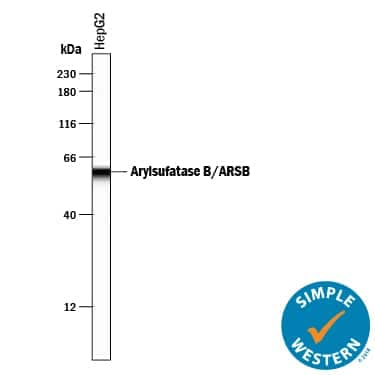 Simple Western lane view shows lysates of HepG2 human hepatocellular carcinoma cell line, loaded at 0.2 mg/mL. A specific band was detected for Arylsulfatase B/ARSB at approximately 59 kDa (as indicated) using 10 µg/mL of Sheep Anti-Human Arylsulfatase B/ARSB Antigen Affinity-purified Polyclonal Antibody (Catalog # AF4415) followed by 1:50 dilution of HRP-conjugated Anti-Sheep IgG Secondary Antibody (Catalog # HAF016). This experiment was conducted under reducing conditions and using the12-230 kDa separation system.         