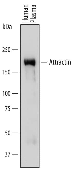 Western Blot Attractin Antibody