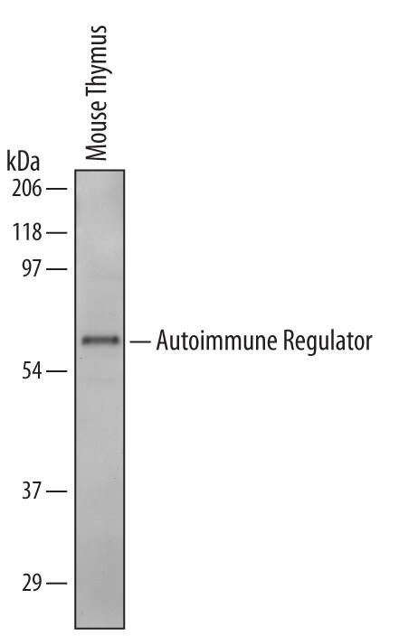 Western blot shows lysates of mouse thymus tissue. PVDF Membrane was probed with 1 µg/mL of Goat Anti-Mouse Autoimmune Regulator/AIRE Antigen Affinity-purified Polyclonal Antibody (Catalog # AF6184) followed by HRP-conjugated Anti-Goat IgG Secondary Antibody (Catalog # HAF109). A specific band was detected for Autoimmune Regulator/AIRE at approximately 60 kDa (as indicated). This experiment was conducted under reducing conditions and using Immunoblot Buffer Group 2.