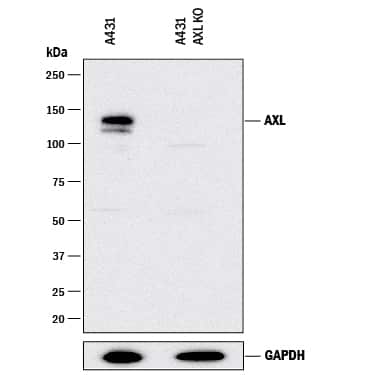 <b>Genetic Strategies Validation. </b>Western blot shows lysates of A431 human epithelial carcinoma parental cell line and Axl knockout A431 cell line (KO). PVDF membrane was probed with 1 µg/mL of Goat Anti-Human Axl Antigen Affinity-purified Polyclonal Antibody (Catalog # AF154) followed by HRP-conjugated Anti-Goat IgG Secondary Antibody (HAF017). A specific band was detected for Axl at approximately 150 kDa (as indicated) in the parental A431 cell line, but is not detectable in knockout A431 cell line. GAPDH (Catalog # AF5718) is shown as a loading control. This experiment was conducted under reducing conditions and using Immunoblot Buffer Group 1.