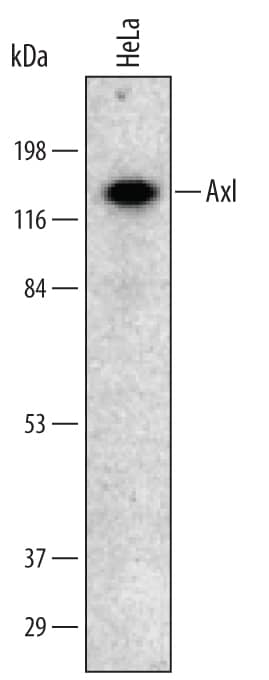Western blot shows lysates of HeLa human cervical epithelial carcinoma cell line. PVDF membrane was probed with 1.0 µg/mL of Goat Anti-Human Axl Antigen Affinity-purified Polyclonal Antibody (Catalog # AF154) followed by HRP-conjugated Anti-Goat IgG Secondary Antibody (HAF017). A specific band was detected for Axl as an approximately 140 kDa glycoprotein (as indicated). This experiment was conducted using Immunoblot Buffer Group 2.