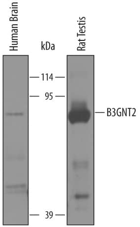 Western blot shows lysates of human brain tissue and rat testis tissue. PVDF membrane was probed with 1 µg/mL of Goat Anti-Human  beta -1,3-N-acetylglucosaminyltransferase 2/B3GNT2 Antigen Affinity-purified Polyclonal Antibody (Catalog # AF3960) followed by HRP-conjugated Anti-Goat IgG Secondary Antibody (Catalog # HAF019). A specific band was detected for  beta -1,3-N-acetylglucosaminyltransferase 2/B3GNT2 at approximately 80 kDa (as indicated). This experiment was conducted under reducing conditions and using Immunoblot Buffer Group 8.