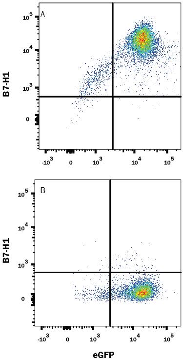 HEK293 human embryonic kidney cell line transfected with either (A) mouse B7-H1 or (B) irrelevant transfectants and eGFP was stained with Rat Anti-Mouse B7-H1/PD-L1 Alexa Fluor® 647-conjugated Monoclonal Antibody (Catalog # FAB9078R). Quadrant markers were set based on control antibody staining (Catalog # IC006R). View our protocol for Staining Membrane-associated Proteins.