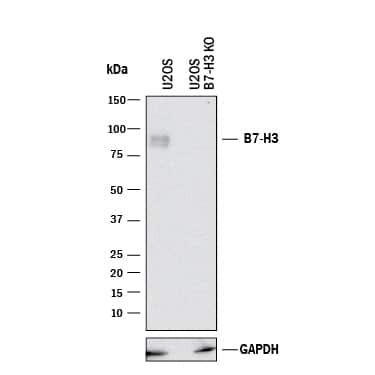 <b>Genetic Strategies Validation. </b>    Western  blot shows lysates of U2OS human osteosarcoma parental cell line and B7-H3  knockout U2OS cell line (KO). PVDF membrane was probed with 2 µg/mL  of Mouse Anti-Human B7‑H3 Monoclonal Antibody (Catalog # MAB1027)  followed by HRP-conjugated Anti-Mouse IgG Secondary Antibody  (Catalog # HAF018).  A specific band was detected for B7‑H3 at approximately 95 kDa  (as indicated) in the parental U2OS cell line, but is not detectable in  knockout U2OS cell line. GAPDH (Catalog # MAB5718) is shown as a loading  control. This experiment was conducted under reducing conditions and using  Immunoblot  Buffer Group 1. 