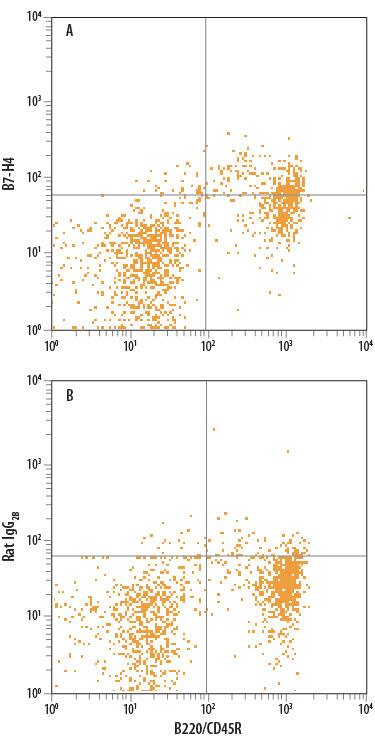 Mouse splenocytes were stained with Rat Anti-Mouse B220/CD45R APC-conjugated Monoclonal Antibody (Catalog # FAB1217A) and either (A) Rat Anti-Mouse B7-H4 Alexa Fluor® 488-conjugated Monoclonal Antibody (Catalog # FAB2154G) or (B) Rat IgG2BAlexa Fluor 488 Isotype Control (Catalog # IC013G). View our protocol for Staining Membrane-associated Proteins.