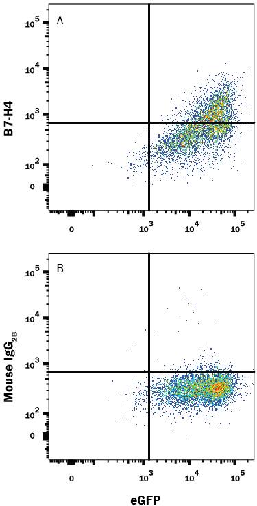 HEK293 human embryonic kidney cell line transfected with human B7-H4 and eGFP were stained with either (A) Mouse Anti-Human B7-H4 PE-conjugated Monoclonal Antibody (Catalog # FAB6576P) or (B) Mouse IgG2BPhycoerythrin Isotype Control (Catalog # IC0041P). View our protocol for Staining Membrane-associated Proteins.