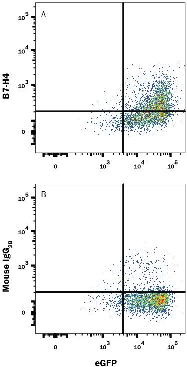 HEK293 human embryonic kidney cell line transfected with human B7-H4 and eGFP were stained with either (A) Mouse Anti-Human B7-H4 Alexa Fluor® 647-conjugated Monoclonal Antibody (Catalog # FAB6576R) or (B) Mouse IgG2BAlexa Fluor 647 Isotype Control (Catalog # IC0041R). View our protocol for Staining Membrane-associated Proteins.