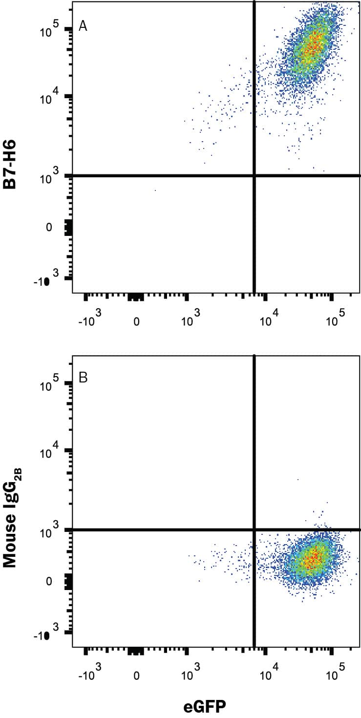 HEK293 human  embryonic kidney cell line transfected with Cynomolgus Monkey B7-H6 and eGFP was stained  with (A) Mouse Anti-Cynomolgus Monkey B7-H6 Monoclonal Antibody (Catalog # MAB10127) or (B) Mouse IgG2B isotype control antibody (Catalog # MAB0041) followed  by Allophycocyanin-conjugated Anti-Mouse IgG Secondary Antibody (Catalog # F0101B). View our protocol for Staining Membrane-associated Proteins. 