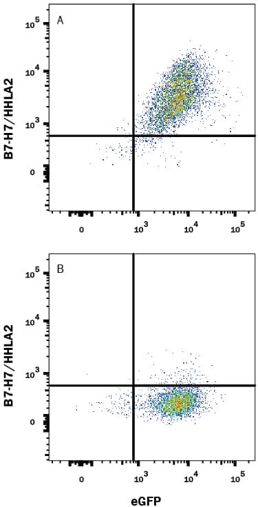 HEK293 human embryonic kidney cell line transfected with either (A) human B7-H7/HHLA2 or (B) irrelevant transfectants and eGFP was stained with Mouse Anti-Human B7-H7/HHLA2 Alexa Fluor® 594-conjugated Monoclonal Antibody (Catalog # FAB80841T). Quadrant markers were set based on control antibody staining (Catalog # IC002T). View our protocol for Staining Membrane-associated Proteins.