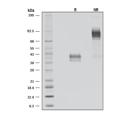 1 μg/laneof Recombinant Viral B8R (Catalog # 8225-BR/CF) was resolved with SDS-PAGE underreducing (R) and non-reducing (NR) conditions and visualized by silverstaining, showing R bands at37-43 kDa and NR bands at 67-92 kDa. 