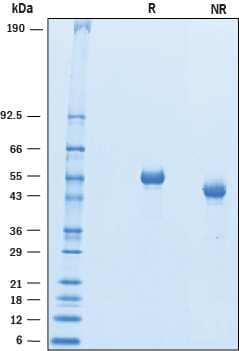 2 μg/lane of Recombinant Human BACE‑2 was resolved with SDS-PAGE underreducing (R) and non-reducing (NR) conditions and visualized by Coomassie® Bluestaining, showing a band at approximately 55 kDa under R conditions.