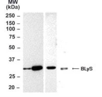 Western Blot: BAFF/BLyS/TNFSF13B Antibody [NB100-56310] - Analysis of BAFF/BLyS/TNFSF13B in mouse and human lysates using BLyS antibody at 2 ug/ml. Lane A: mouse testis, Lane B: mouse thymus, Lane C: mouse spleen, and Lane D: HL-60 cells (human). Goat anti-rabbit Ig HRP secondary antibody and PicoTect ECL substrate solution were used for this test.