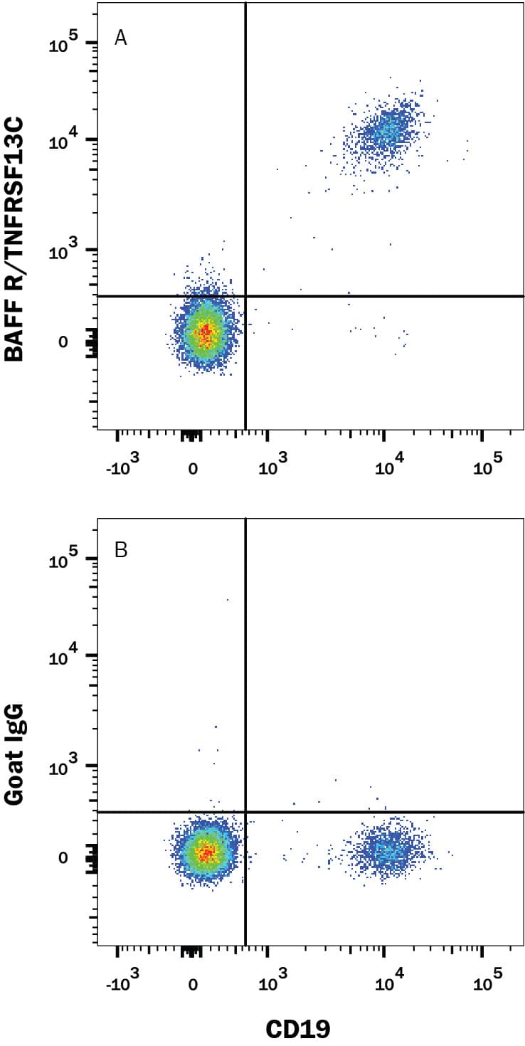 Human peripheral blood mononuclear cells (PBMCs) were stained with Mouse Anti-Human CD19 PE-conjugated Monoclonal Antibody (Catalog # FAB4867P) and either (A) Goat Anti-Human BAFF R/TNFRSF13C APC-conjugated Antigen Affinity-purified Polyclonal Antibody (Catalog # FAB1162A) or (B) Normal Goat IgG Allophycocyanin Control (Catalog # IC108A). View our protocol for Staining Membrane-associated Proteins.